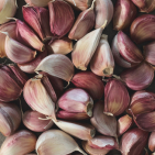 garlic