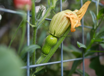 squash blossom