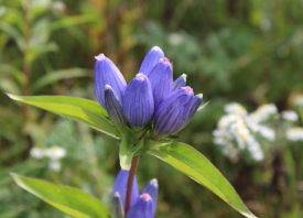 photograph of flowers