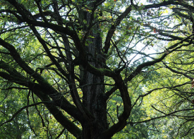 photograph of tree