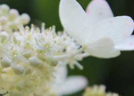 photograph of flower