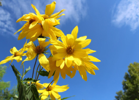 photograph of flowers